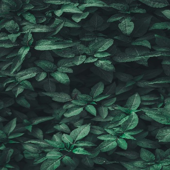 Dry_leaves_and_parasol_creaks_02.wav by AlienXXX. (2016). Freesound. https://freesound.org/people/AlienXXX/sounds/350724/   Link to image - Unsplash. (2018, February 13). Photo by Nahil Naseer on Unsplash. Unsplash.com. https://unsplash.com/photos/green-leaf-plants-xljtGZ2-P3Y
      ‌
      ‌