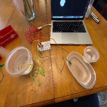 This image depicts the basic setup and how I had the water filled in each container. 