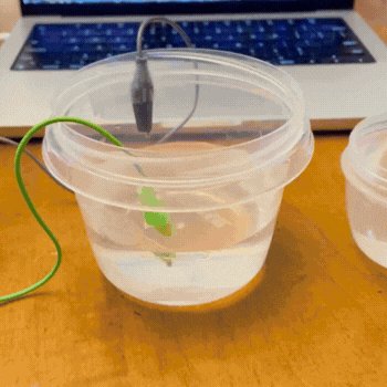 This gif depicts how on filling up the container, the animation appears on screen and reacts to the water being put into the container. I wanted to make it appear that when a user is filling the cup, their actions are affecting what is going on on the screen. I could adapt this later and make it so that when a user empties the cup, the water is removed from the visual. 